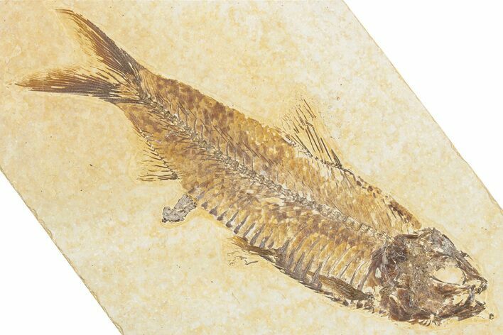 Detailed Fossil Fish (Knightia) - Wyoming #357547
